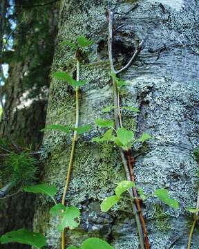 Image of Japanese climbing hydrangea