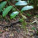 Image of Lophanthera hammelii W. R. Anderson