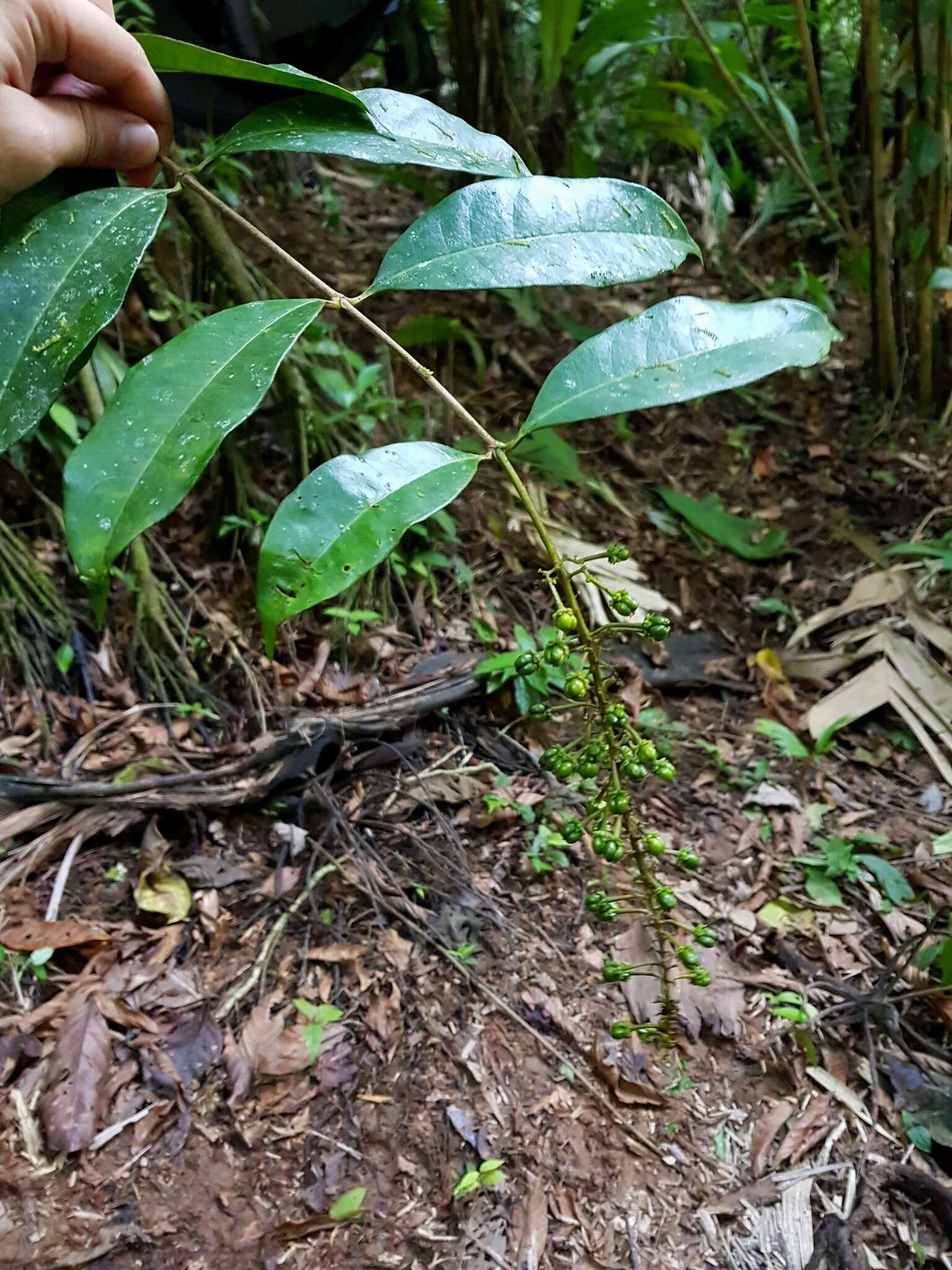 Image of Lophanthera hammelii W. R. Anderson