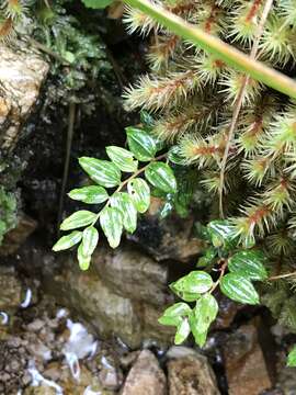 Image of Luzuriaga polyphylla (Hook. fil.) J. F. Macbr.