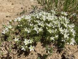 Image of Hooker's sandwort