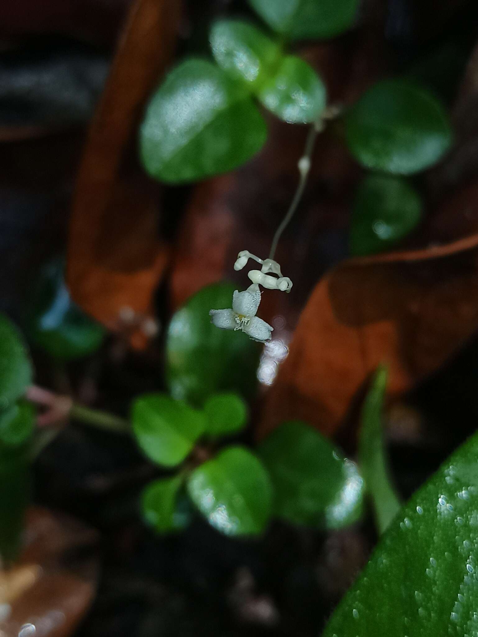 Imagem de Gymnosiphon divaricatus (Benth.) Benth. & Hook. fil.