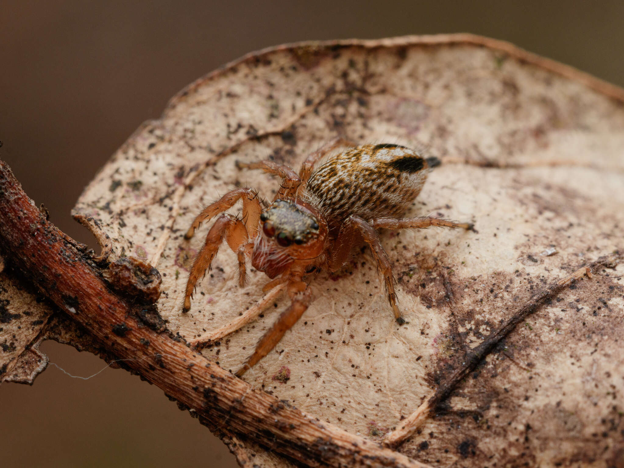 Image of Evarcha flavocincta (C. L. Koch 1846)