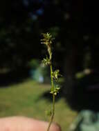 Image of Weak Stellate Sedge