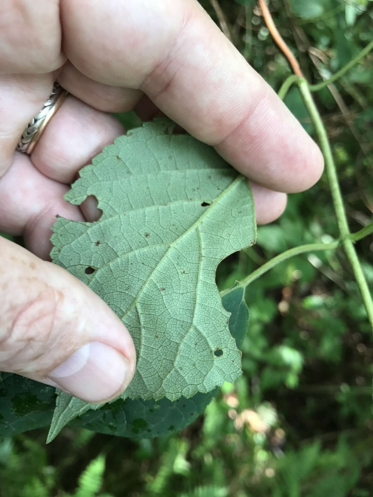 Image of wild hydrangea