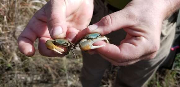 Image of Gulf marsh fiddler