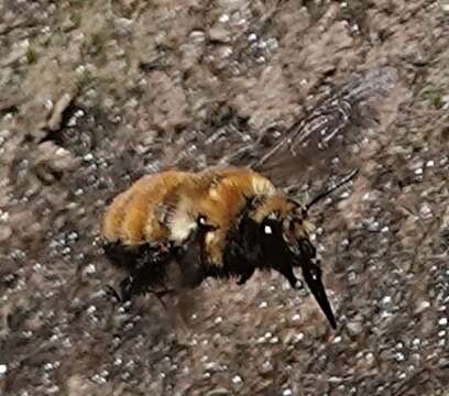 Plancia ëd Anthophora bomboides Kirby 1837