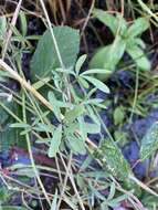 Imagem de Sidalcea calycosa M. Jones