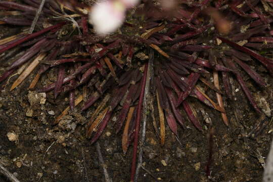 Stylidium caespitosum R. Br. resmi