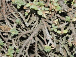 Image of Pimelea prostrata subsp. seismica C. J. Burrows