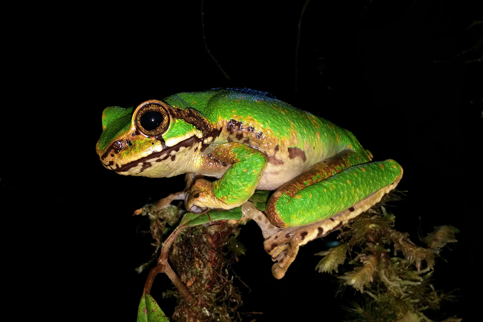 Image of Litoria angiana (Boulenger 1915)