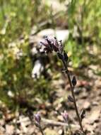 Imagem de Myosotis discolor subsp. discolor