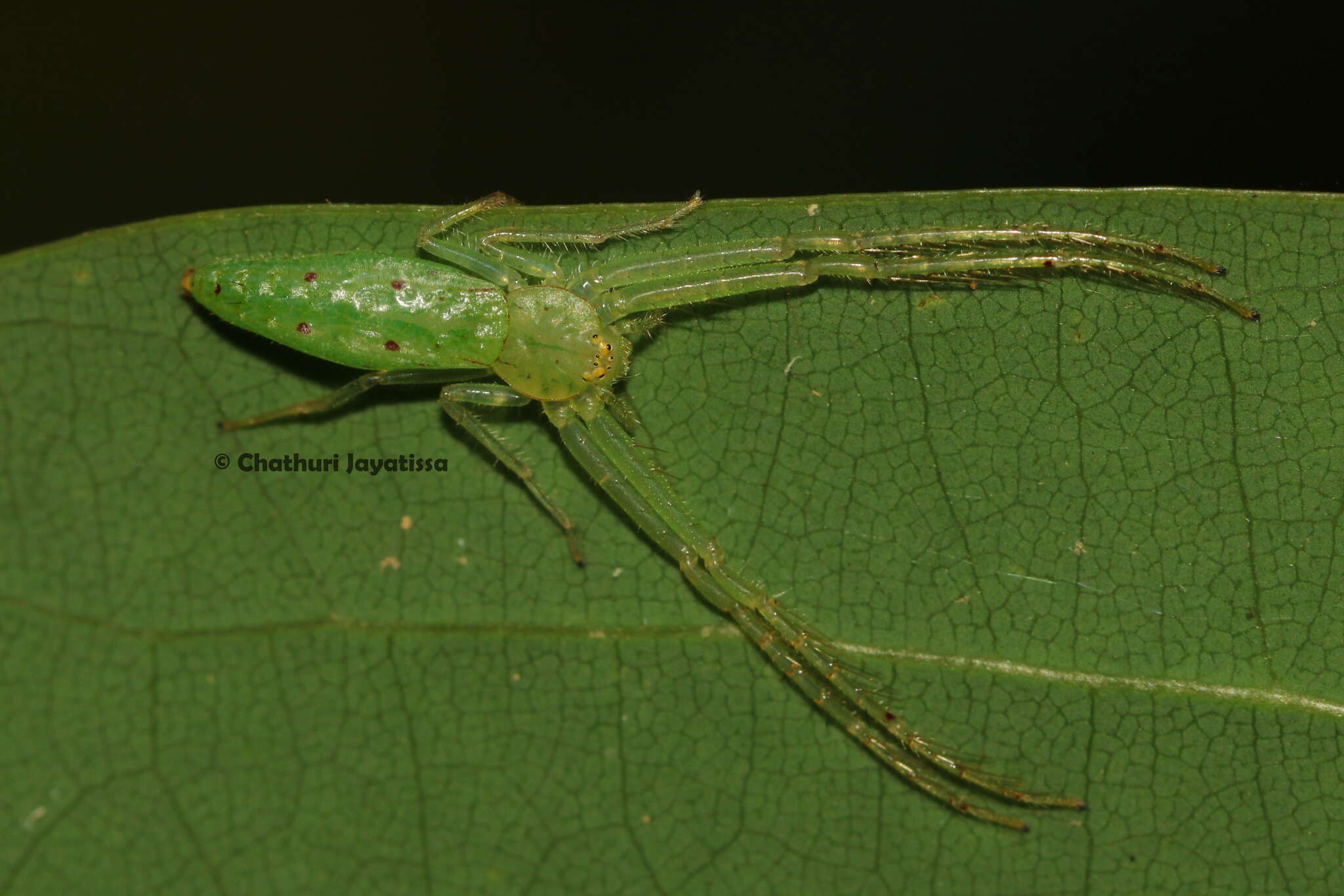 Image of Oxytate subvirens (Strand 1907)