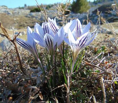 Image of Crocus variegatus Hoppe & Hornsch.