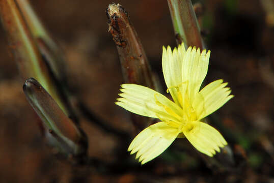 Image of Launaea rarifolia (Oliv. & Hiern) Boulos