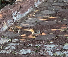 Image de Moqueur des Galapagos