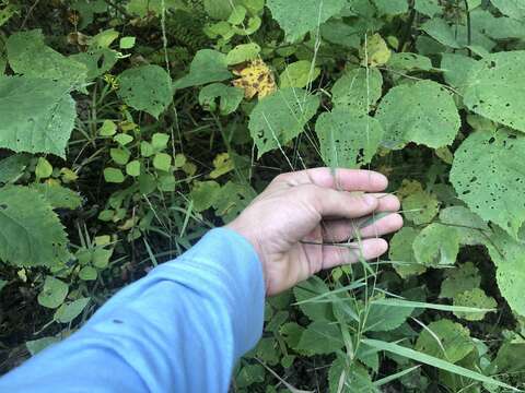 Imagem de Muhlenbergia sobolifera (Muhl. ex Willd.) Trin.