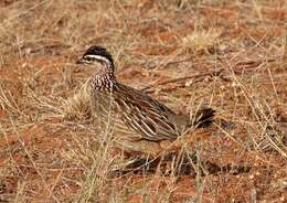 Image of Crested Francolin