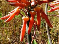 Aloe maculata subsp. maculata resmi