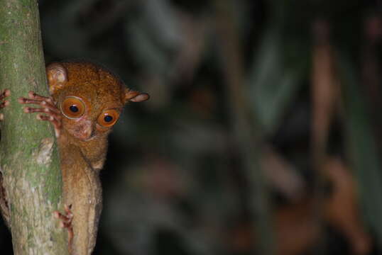 Image of Bornean tarsier