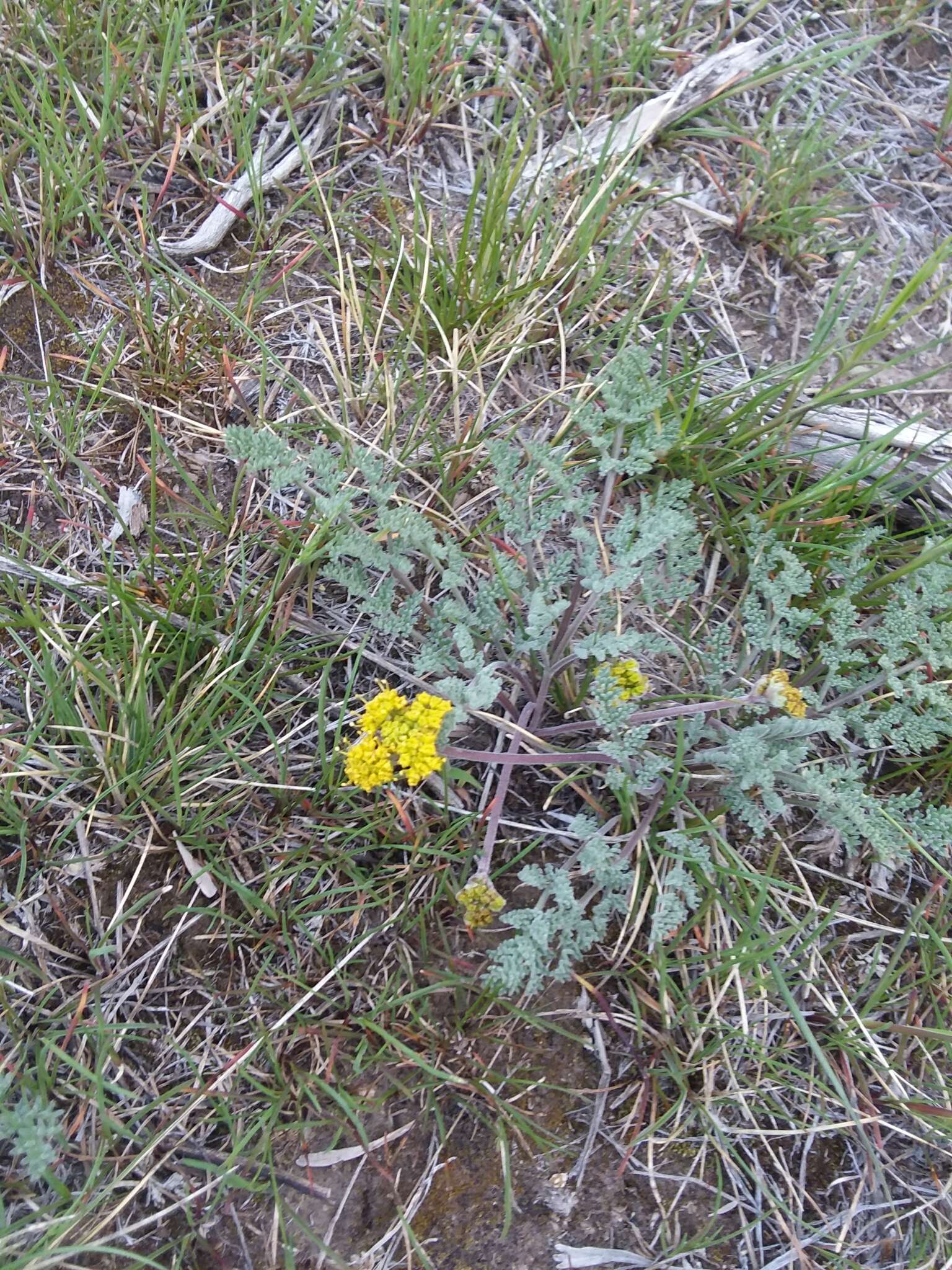 Image of desert biscuitroot