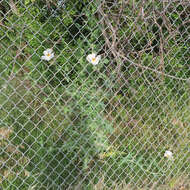 Image of bluestem pricklypoppy