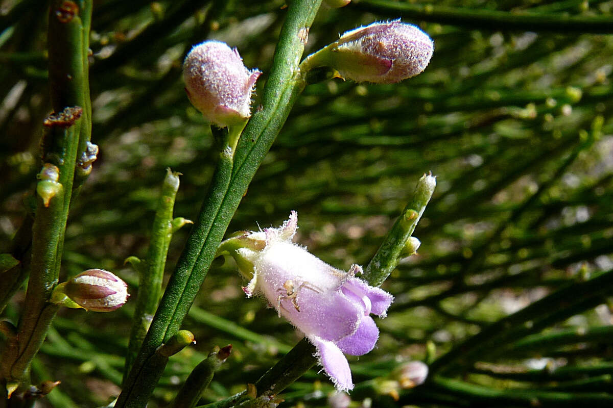 صورة Eremophila dempsteri F. Muell.