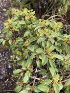 Image of Viburnum propinquum Hemsl.