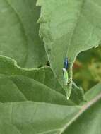 Graphocephala lugubris (Signoret 1854)的圖片