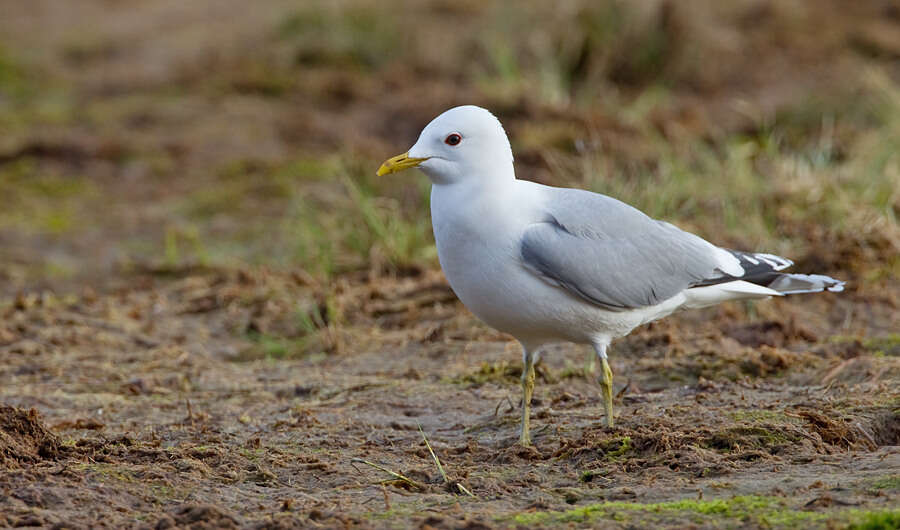 Plancia ëd Larus canus canus Linnaeus 1758