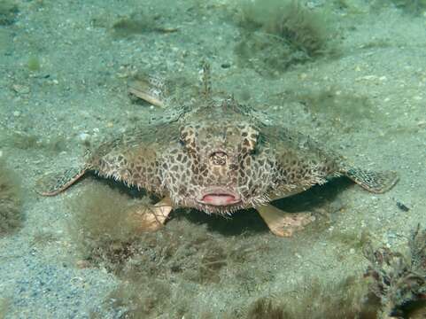 Image of Polka-dot batfish