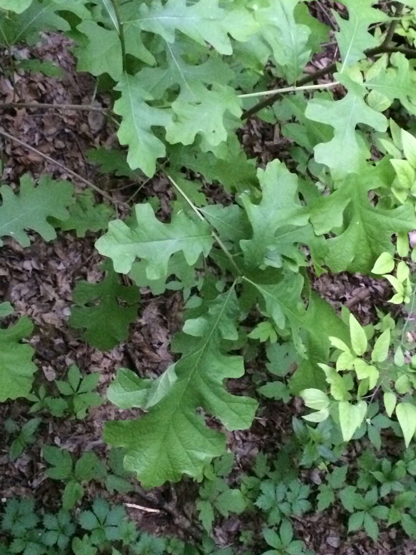 Image of Bur Oak