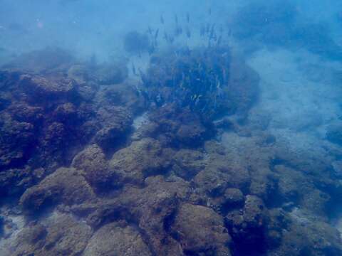 Image of Razor Surgeonfish