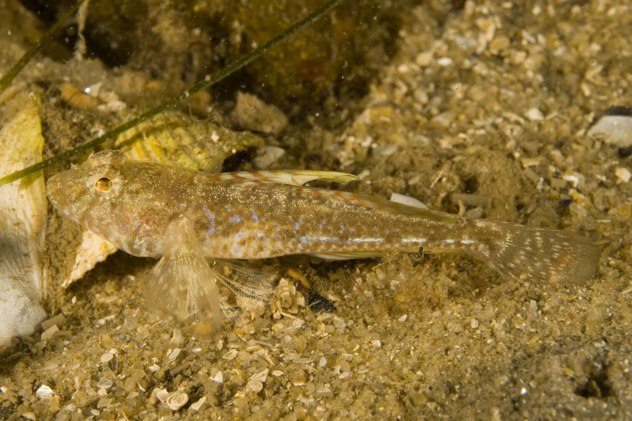 Image of Australian sailfin goby