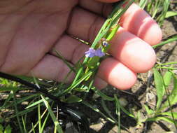 Scutellaria parvula Michx. resmi