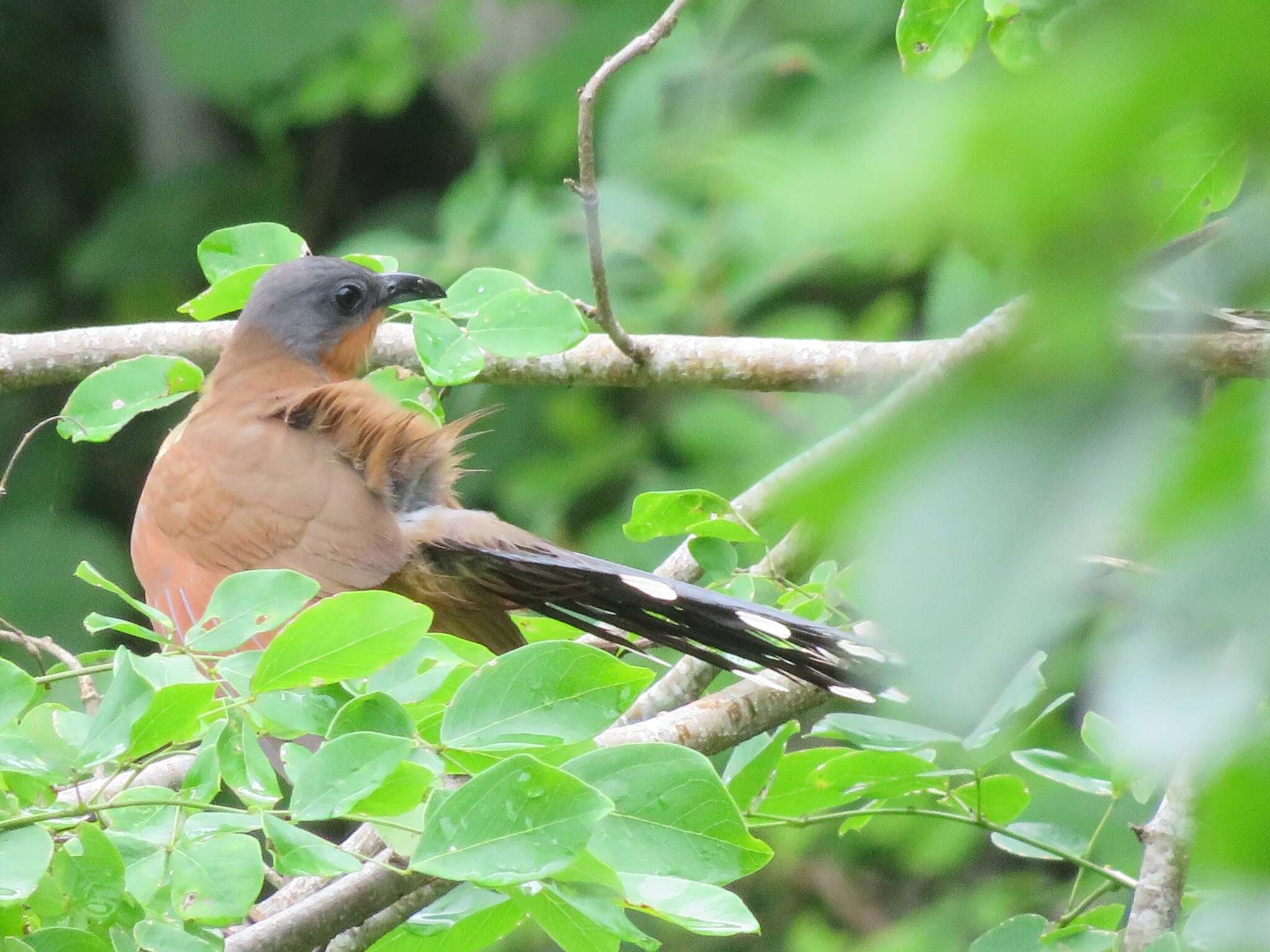 Image of Grey-capped Cuckoo