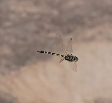 Image of Yellow-spotted Emerald