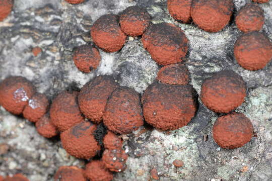 Image de Hypoxylon fragiforme (Pers.) J. Kickx fil. 1835