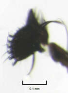 Image of Waipapamyia elongata Jaschhof & Kallweit 2009