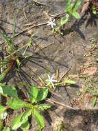 Heteranthera limosa (Sw.) Willd. resmi