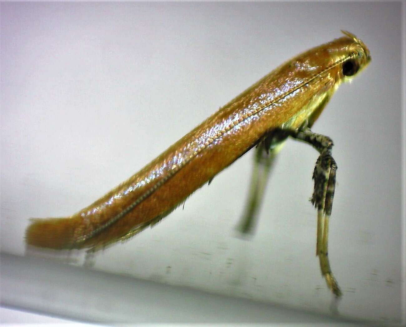 Imagem de Caloptilia invariabilis (Braun 1927)