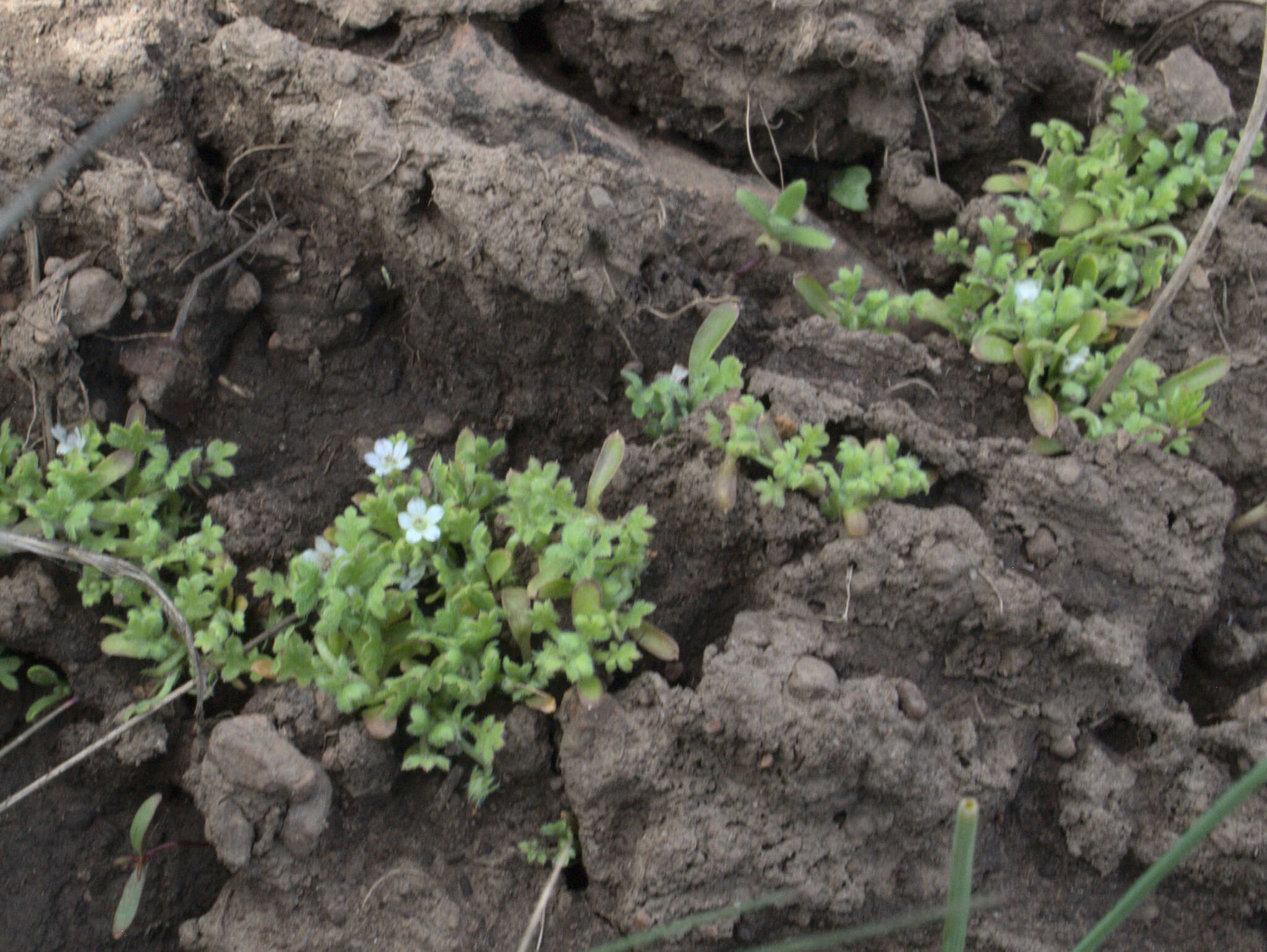 Imagem de Nemophila pedunculata Dougl. ex Benth.