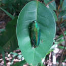 Image of Colobogaster splendida (Lucas 1858)