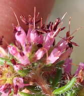 Plancia ëd Erica similis (N. E. Br.) E. G. H. Oliver