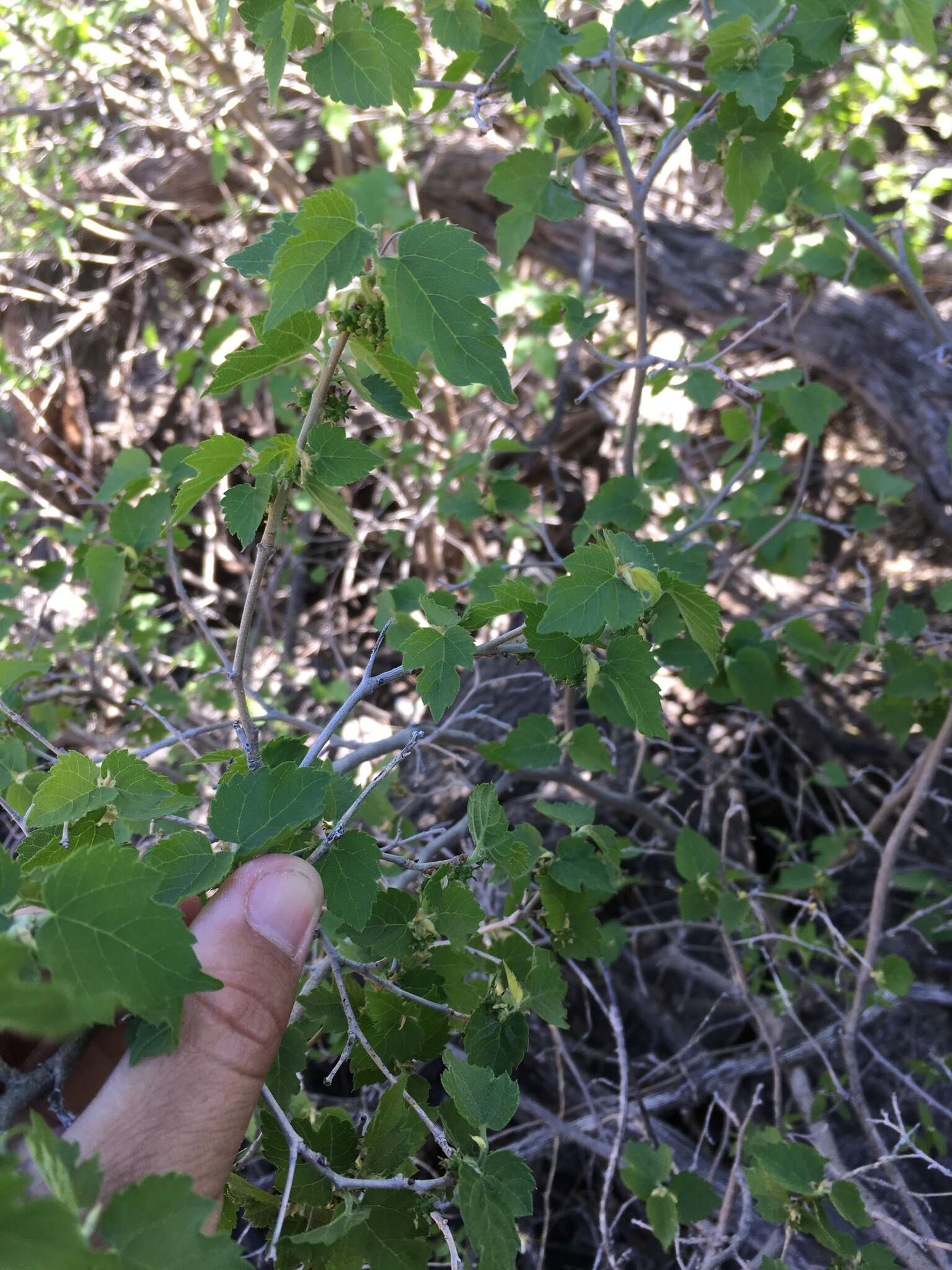 Image of Texas Mulberry