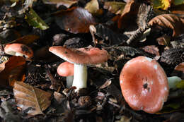 Image of Russula nobilis Velen. 1920