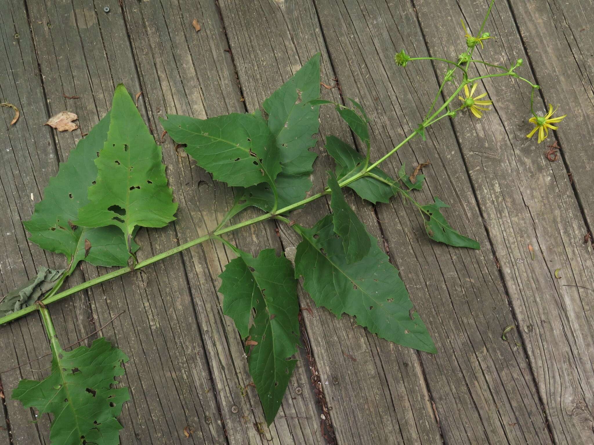 <i>Silphium <i>perfoliatum</i></i> var. perfoliatum resmi