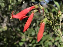 Image de Penstemon barbatus subsp. barbatus