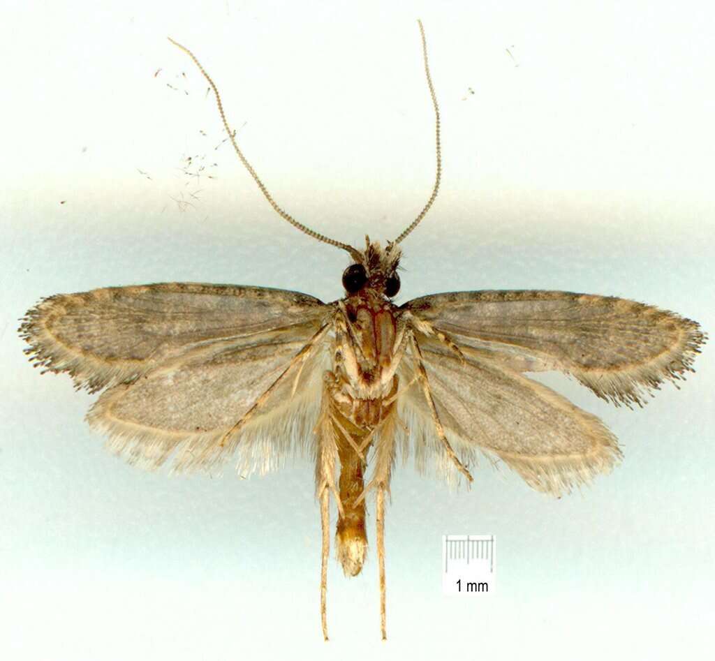 Image of Acridotarsa celsella (Walker 1863)