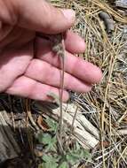 Phacelia mutabilis Greene的圖片